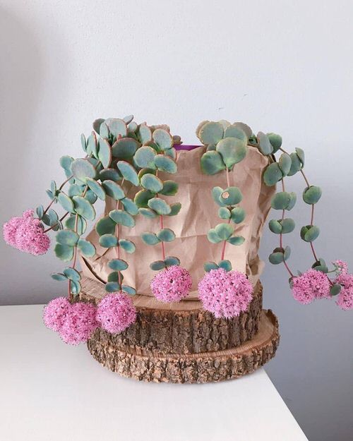 Most Popular Sedums You Can Grow as Houseplants 7