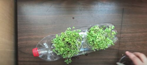 DIY Plastic Bottles Edible Garden Ideas  7