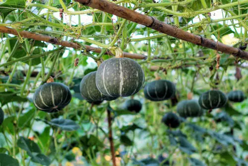Names of Squash in Different Languages 2