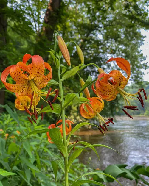 Native Plants of Maryland