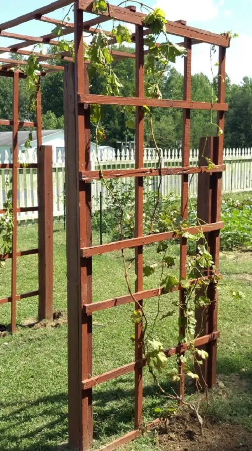 Grapevine Trellis Ideas 6