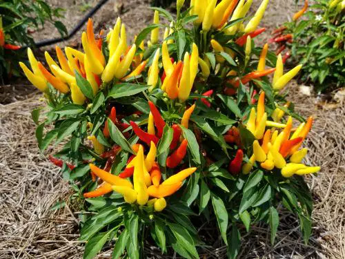top Varieties of Ornamental Peppers 