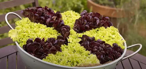 DIY Salad Bowl Garden Ideas 8