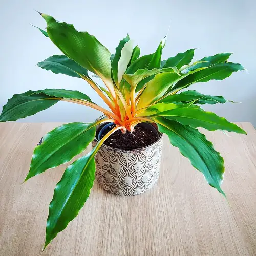 top Various Spider Plant Varieties