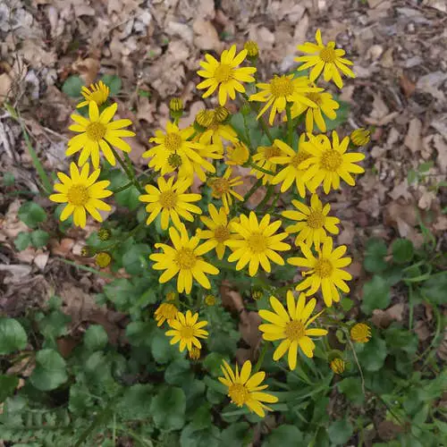 Amazing Maryland Native Plant List