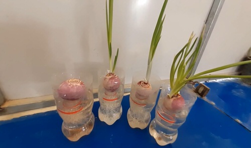 DIY Edible Garden Ideas from Plastic Bottles 4