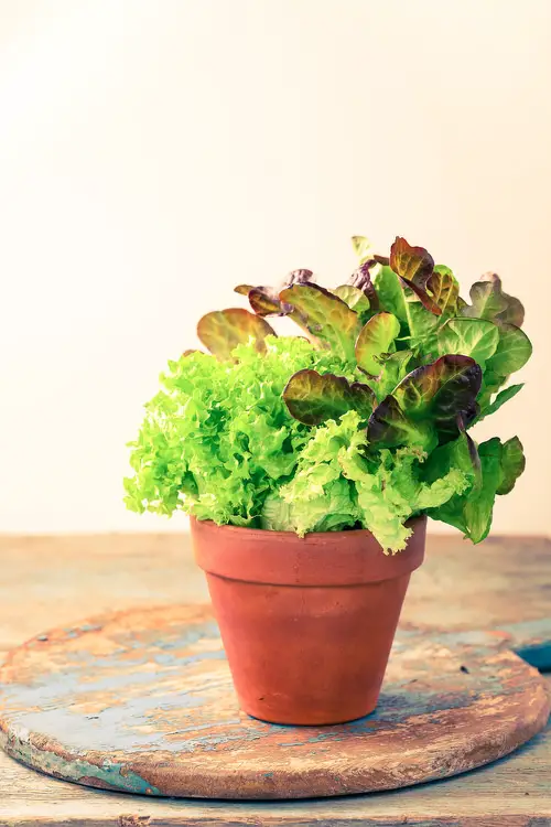 Most Used Pot Friendly Vegetables Fruits and Herbs