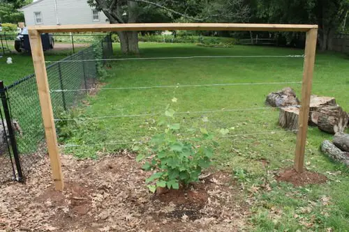 Grapevine Trellis Ideas 4