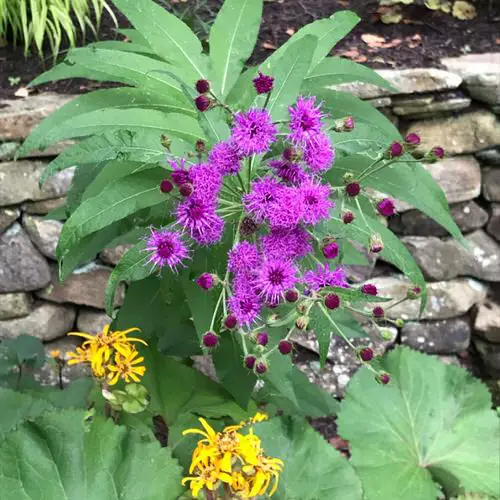 beautiful Native Plants of Maryland 5