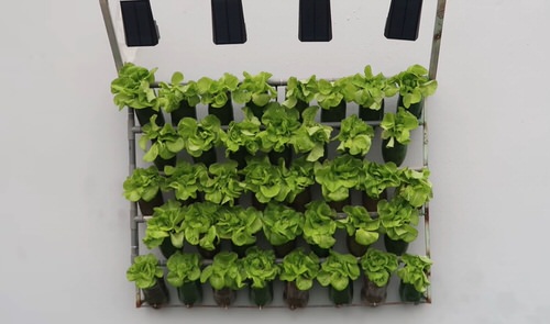 DIY Plastic Bottles Edible Garden Ideas  9