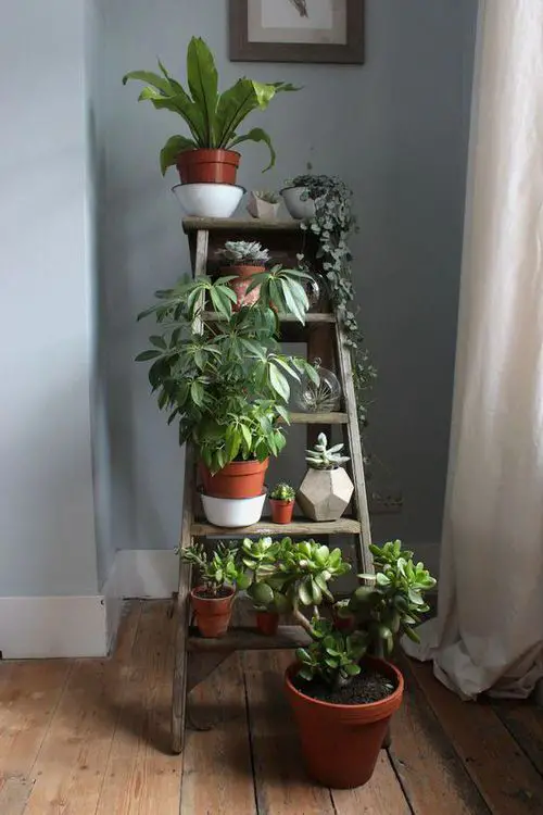 Indoor Stepladder Garden inspiration #8