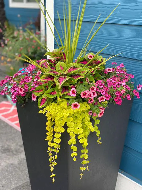 Incredible Combinations with Petunias 4