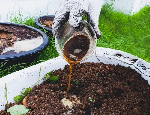 Best Ways to Rejuvenate Old Potting Soil 5