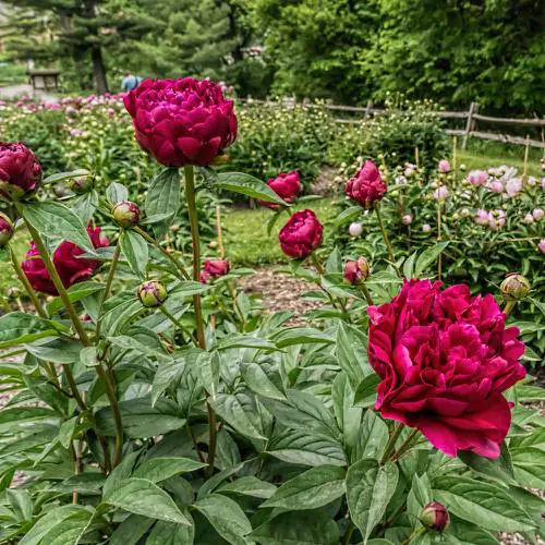 Beautiful Types of Purple Peony  4