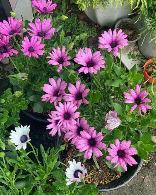 Best Flowers that Thrive in Poor Soil 6