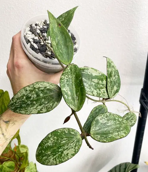 Hoya Rangsan Care
