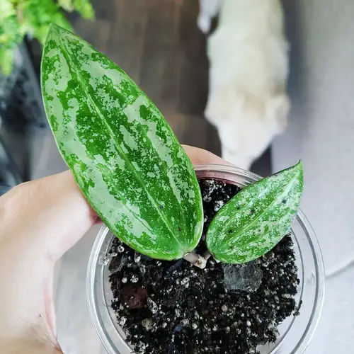 Hoya Rangsan Care and Growing Information 2