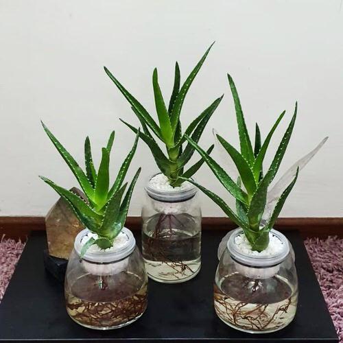 An Indoor Aloe Water Garden