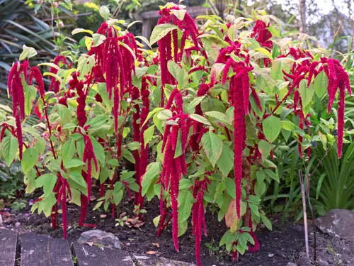 Companion Plants for Eggplants 5