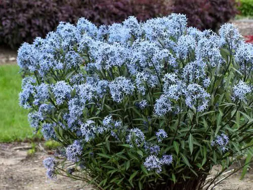 Best Perennial Flowers 10