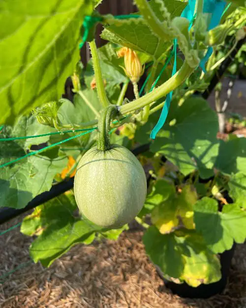 Best Types of Squash 36