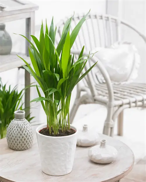 How to Grow Tabletop Palms 10