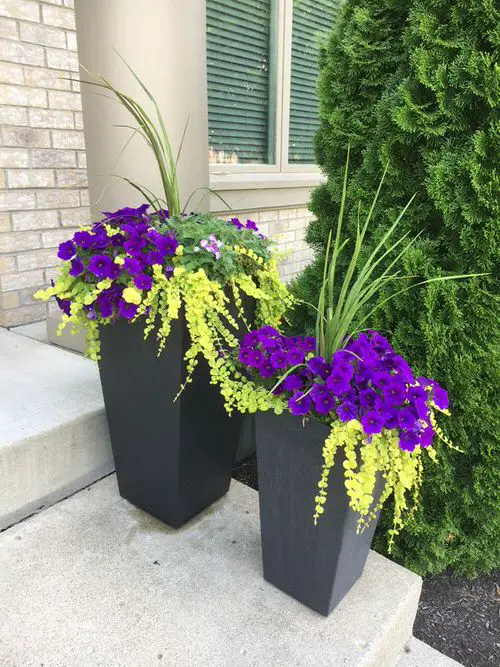Petunias conbination image 4