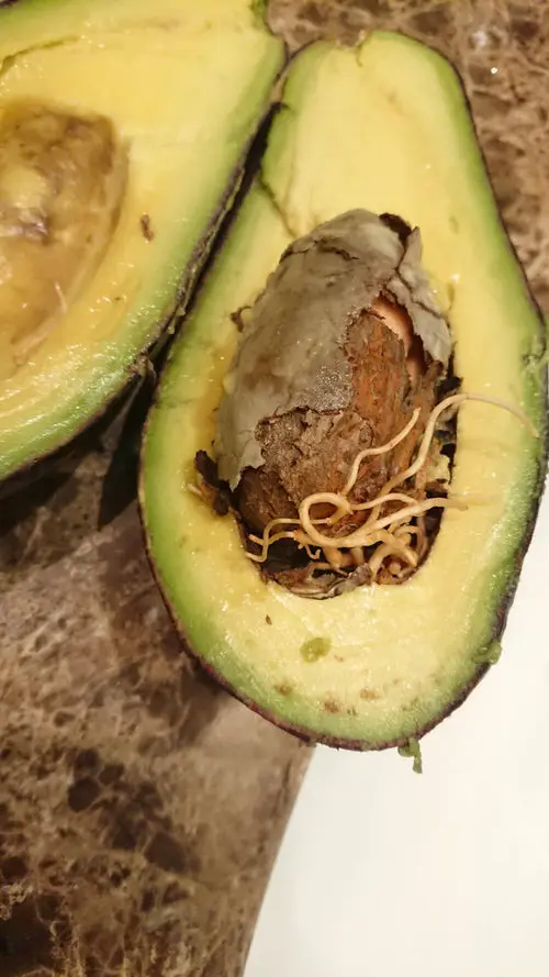 Terrifying Pics Show What Happens When Fruits And Veggies Start Sprouting Early! 6