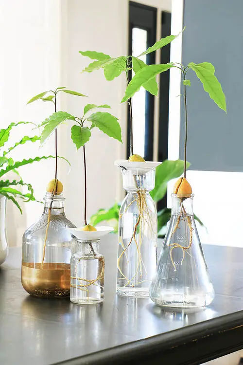 Fruits You Can Grow from Seeds and Leftovers from Kitchen