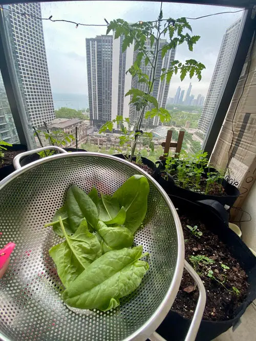 Apartment Balcony Gardens Inspiration #12