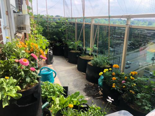 Apartment Balcony Gardens on Reddit for Perfect Inspiration 2