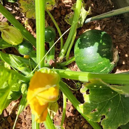 Best Types of Squash 3