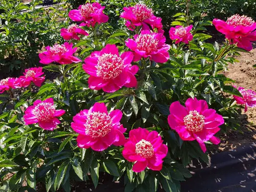 Beautiful Types of Purple Peony  12