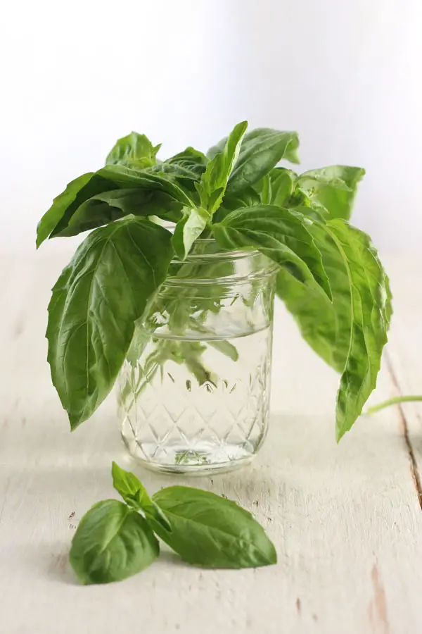 How to Prepare a Mason Jar for Growing Herbs? 5
