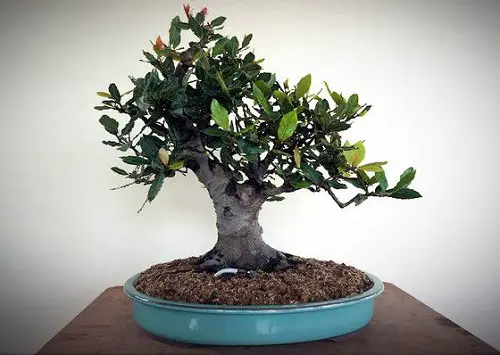 Bay Leaf Bonsai tree