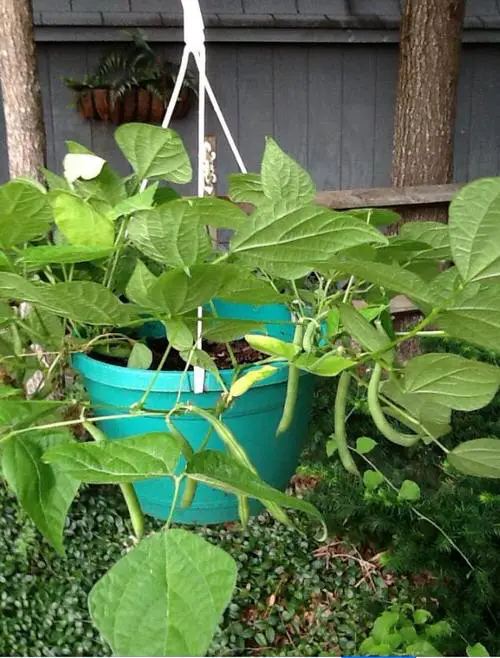 Veggies for Baskets That Hang 