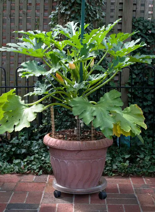 How to Grow Zucchini Vertically? 