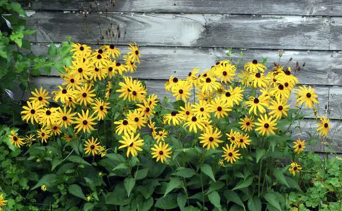 Georgian Perennial Flowers 6