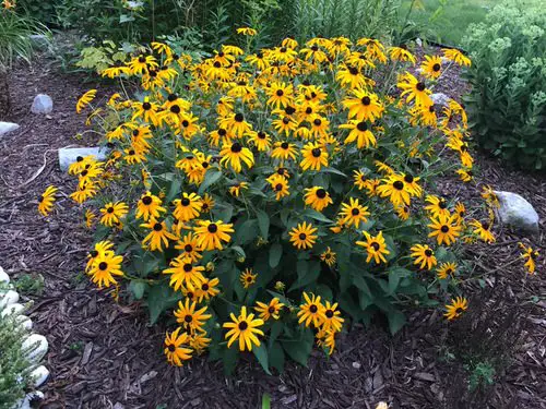 Best Perennial Flowers 8