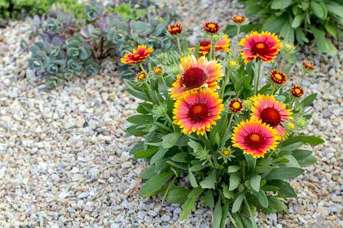 Best Perennial Flowers for Georgia 1