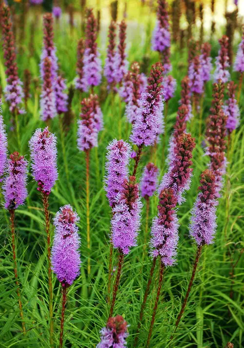 Best Ohio Flowers 14