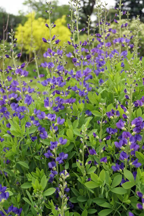 Best Ohio Flowers 1