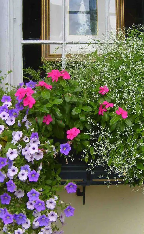 Incredible Combinations with Petunias 6