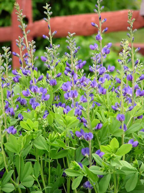 Georgian Perennial Flowers 8