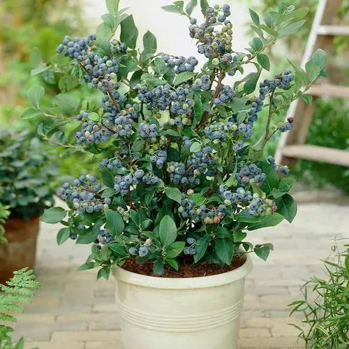 Best Nightshade Vegetables and Fruits to Grow in White Pots