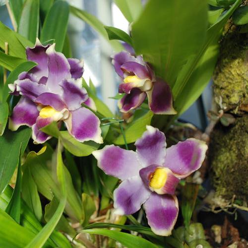 Amazing Best Types of Blue Orchids