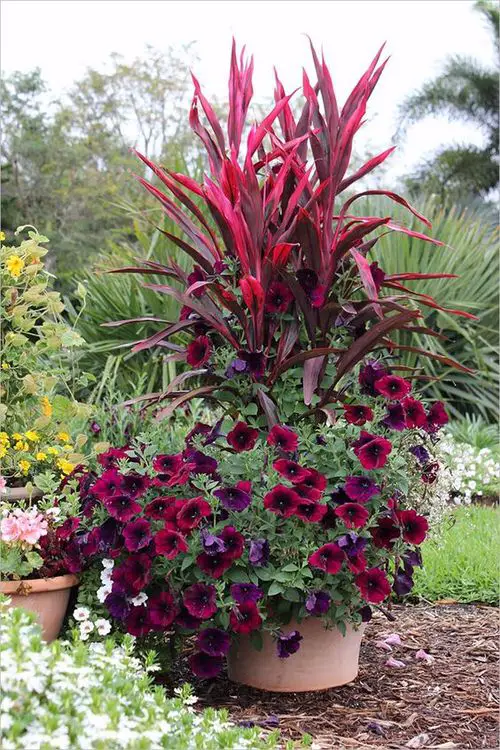 Petunias conbination image 2
