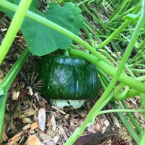 38 Best Types of Squash | Best Squash Varieties to Grow 16