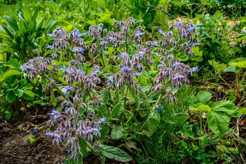 Best Herbs to Plant with Tomatoes 3