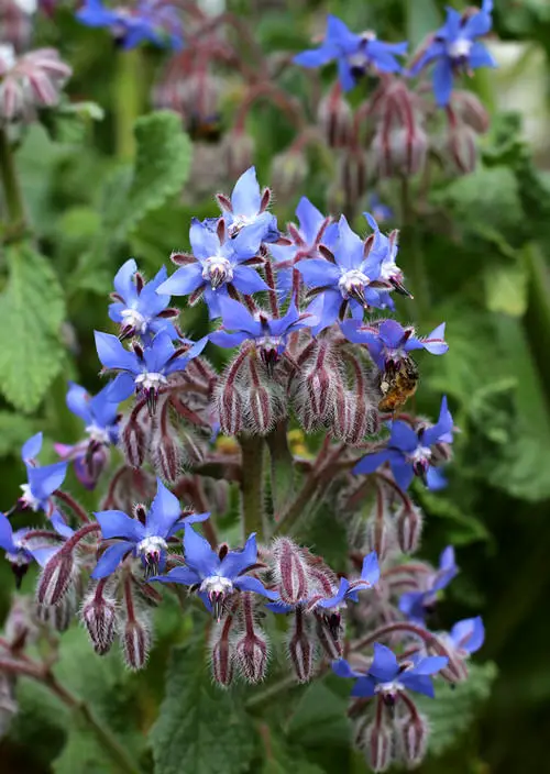 Best Companion Plants for Eggplants 